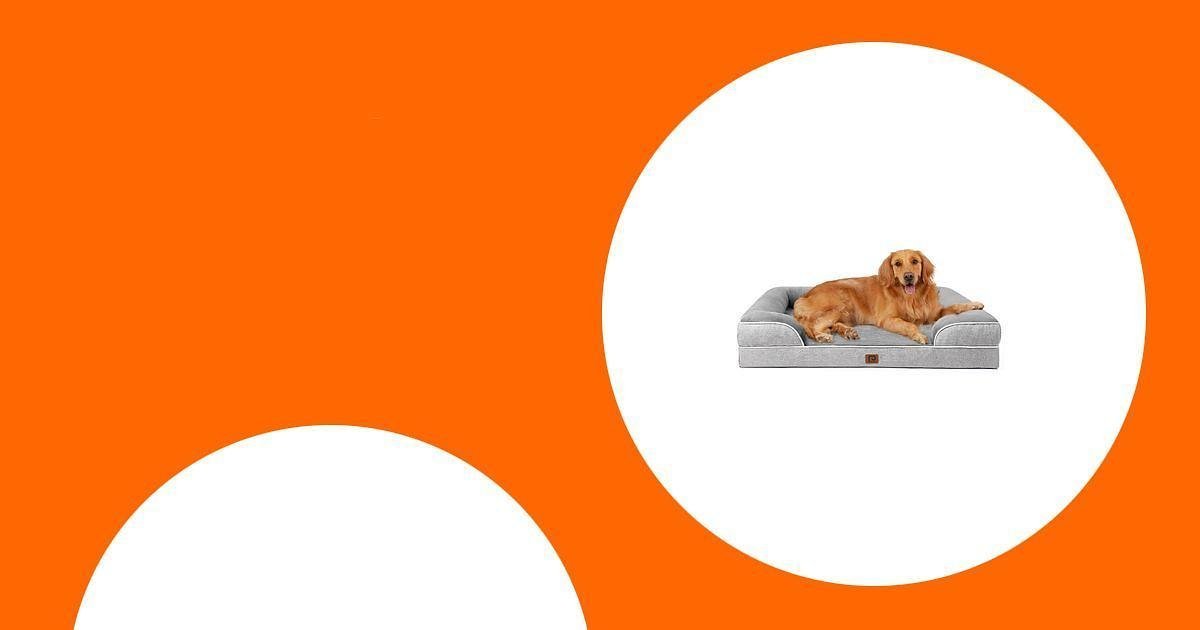 The 50 Best Dog Beds for Hip Dysplasia to Buy This Year